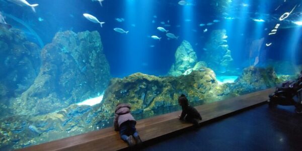Lire la suite à propos de l’article Aquarium Israel – אקווריום ישראל