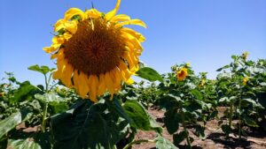 Lire la suite à propos de l’article Les tournesols – חמניות