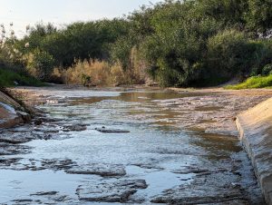 Lire la suite à propos de l’article Shmoret Teva Maayanot Gibton- שמורת טבע מעיינות גיבתון