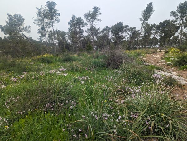 You are currently viewing La forêt des anges, sentier des pressoirs vinicoles – יער המלאכים שביל הגתות